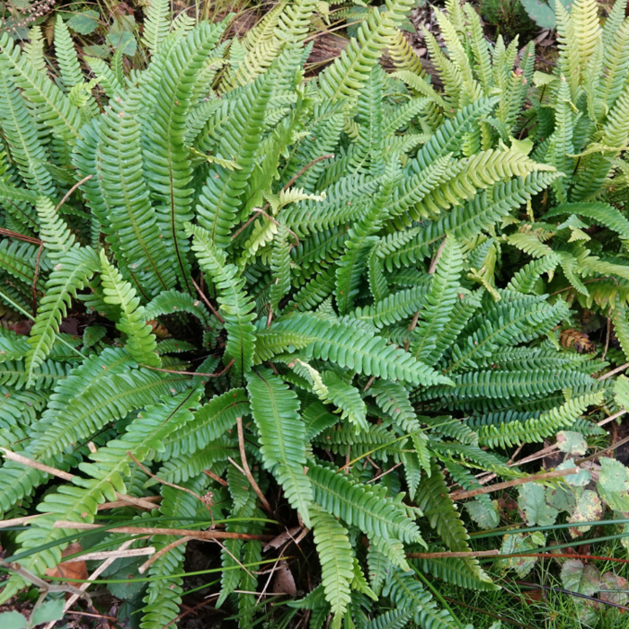 Blechnum spicant (Dubbelloofvaren)