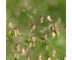 Trilgras - Briza media