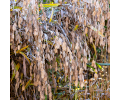 Plataargras - Chasmanthium latifolium