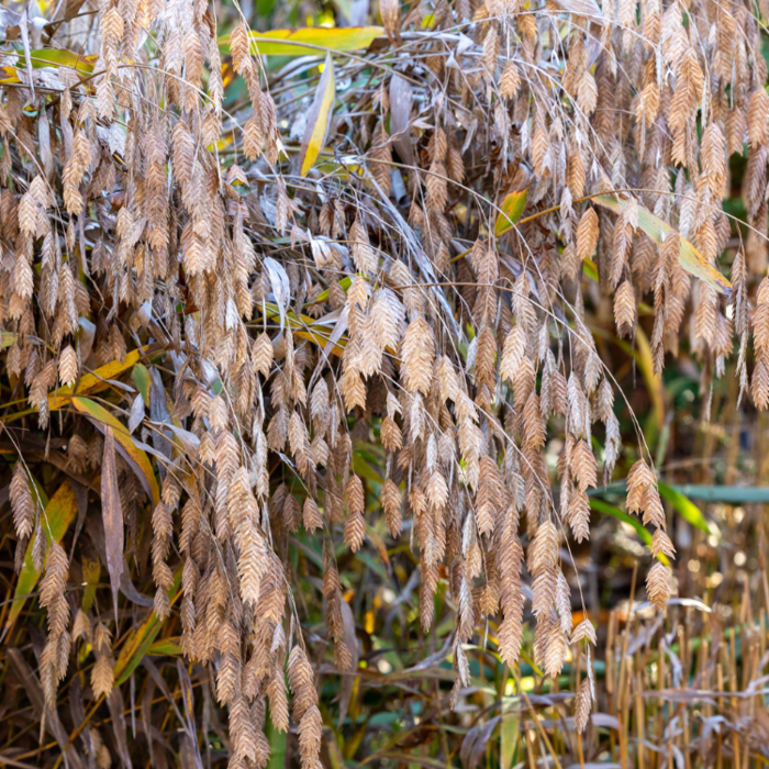 Plataargras - Chasmanthium latifolium