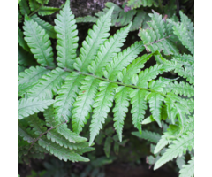 Dryopteris affinis -Geschubde mannetjesvaren