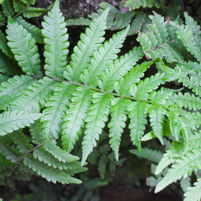 Dryopteris affinis -Geschubde mannetjesvaren
