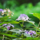 Hortensia - Hydrangea involucrata