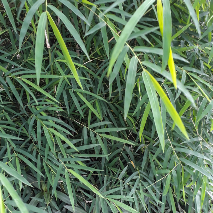 Japanse bamboe - Pseudosasa japonica