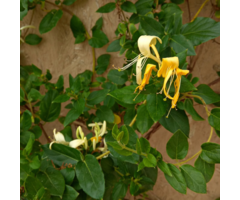 Kamperfoelie - Lonicera japonica 'Halliana'