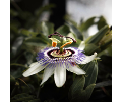 Passievrucht - Passiflora edulis