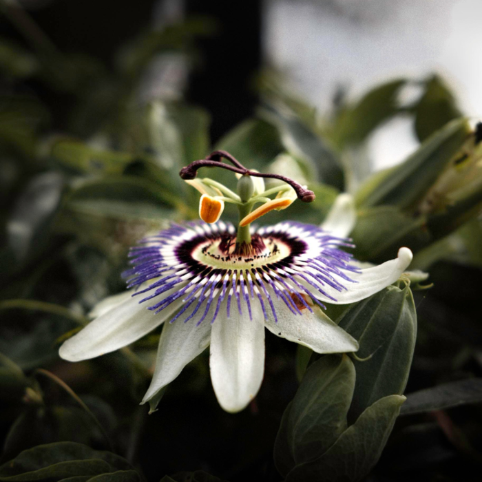 Passievrucht - Passiflora edulis