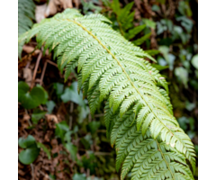 Polystichum setiferum 'Plumoso-densum' - Zachte naaldvaren