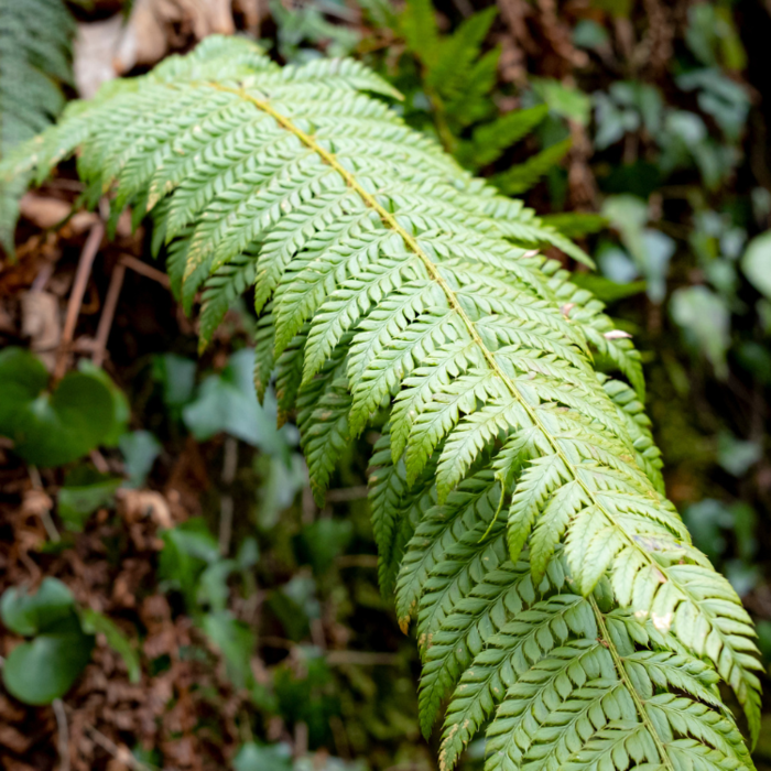 Polystichum setiferum 'Plumoso-densum' - Zachte naaldvaren