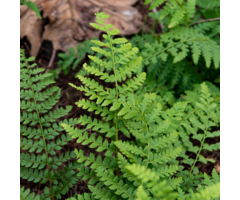 Polystichum setiferum - Naaldvaren