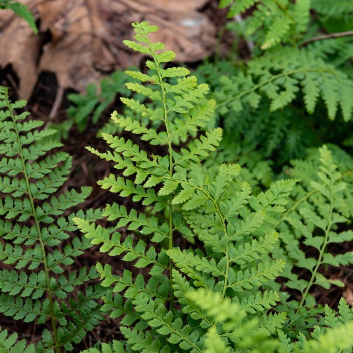 Polystichum setiferum - Naaldvaren