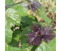 Rode Catalpa struik  - Catalpa erubescens 'Purpurea'