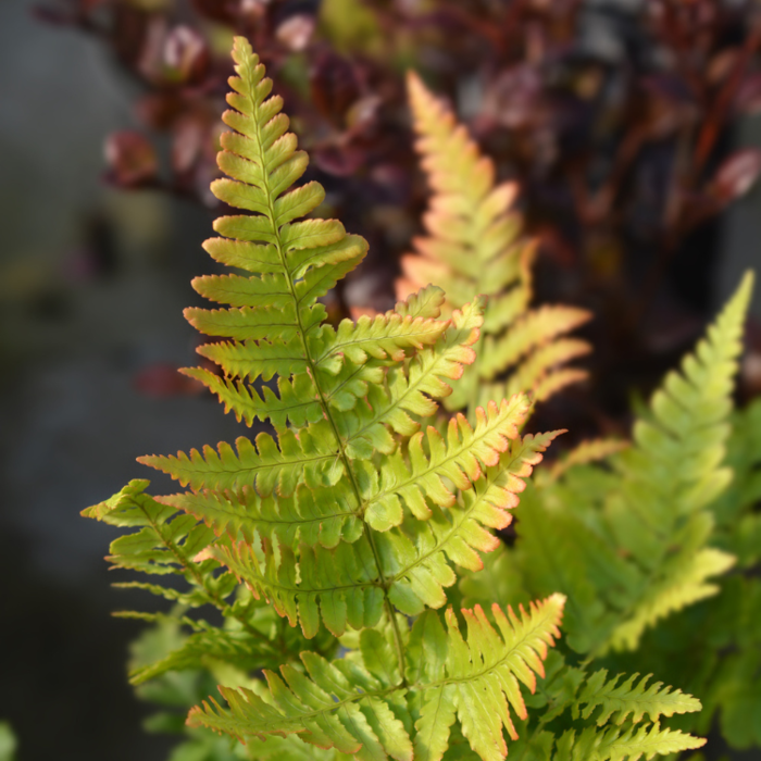 Rode sluiervaren - Dryopteris erythrosora