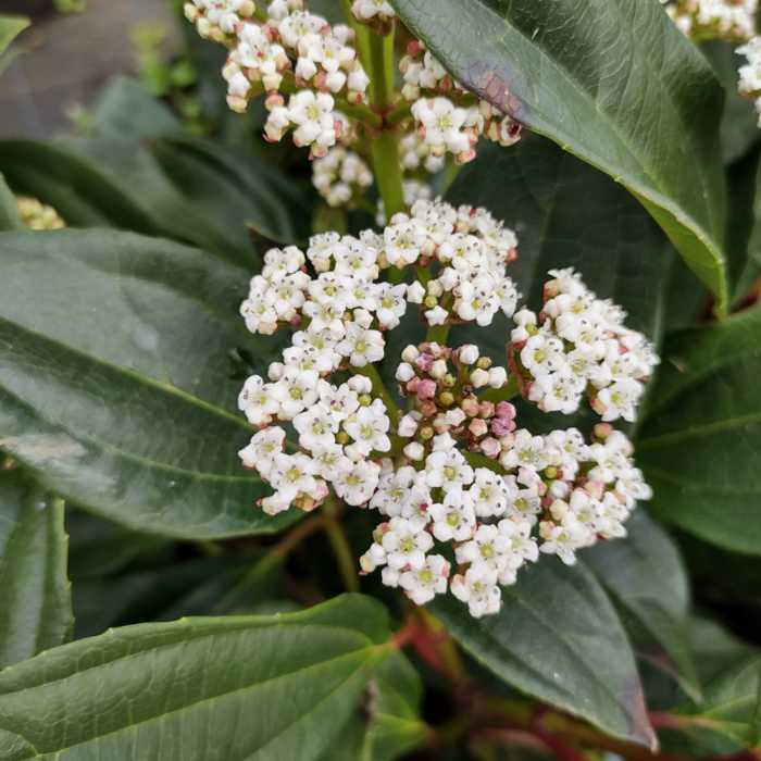 Sneeuwbal (Viburnum davidii)