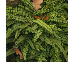 Steenbreekvaren - Asplenium trichomanes