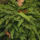 Asplenium trichomanes - Steenbreekvaren