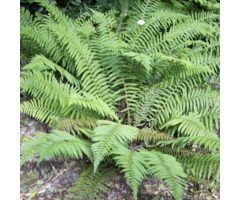 Polystichum aculeatum - Stijve naaldvaren