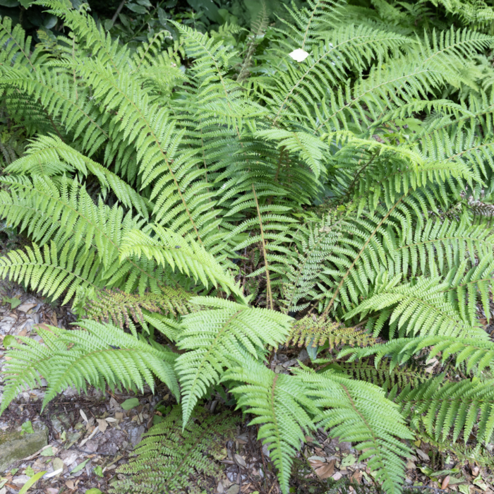 Polystichum aculeatum - Stijve naaldvaren