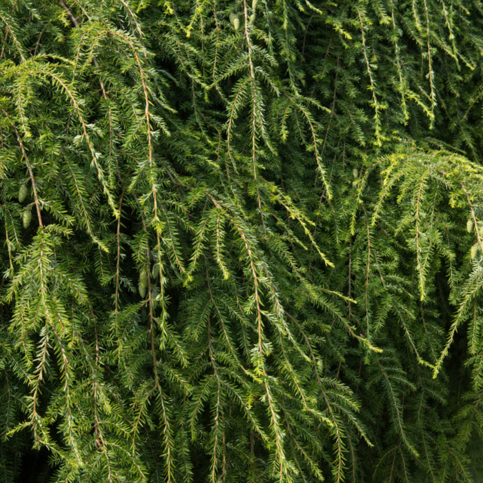 Treurscheerlingsden - Tsuga canadensis 'Pendula'