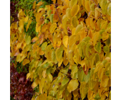 Gele wilde wingerd - Parthenocissus quinquefolia 'Yellow Wall'