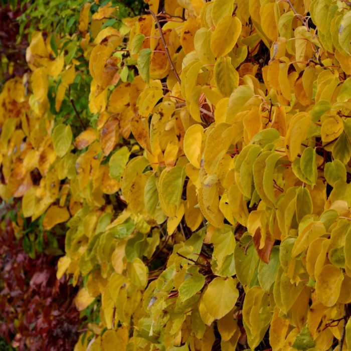 Gele wilde wingerd - Parthenocissus quinquefolia 'Yellow Wall'