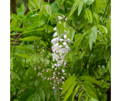 Roze regen - Wisteria floribunda 'Honbeni'