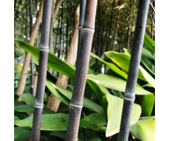 Zwarte bamboe - Phyllostachys nigra