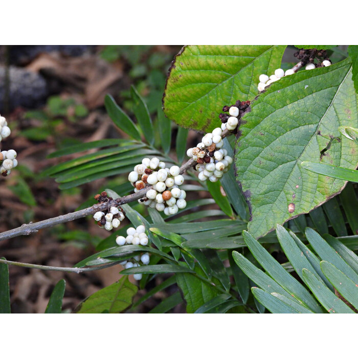 Schoonvrucht - Callicarpa bodinieri 'Magical® Snowqueen'