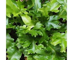 Tongvaren - Asplenium scolopendrium 'Cristatum'