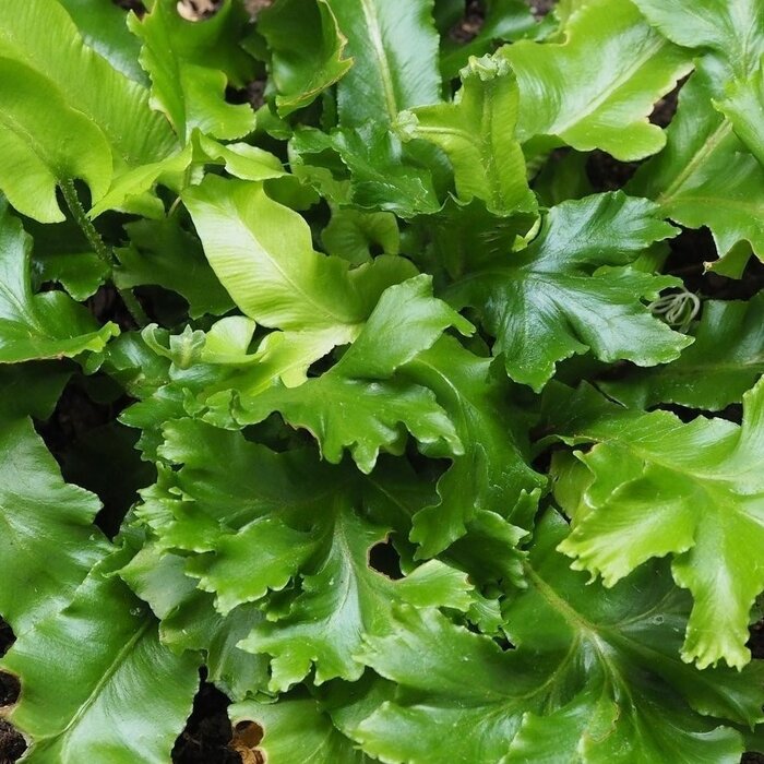 Tongvaren - Asplenium scolopendrium 'Cristatum'