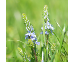 Liggende ereprijs - Veronica prostata 'Nestor'