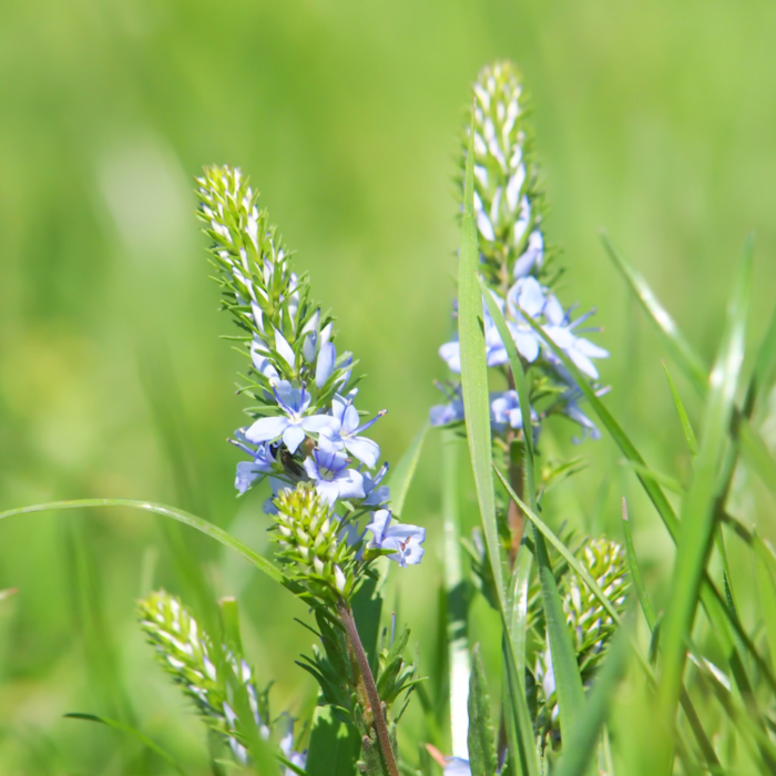 Liggende ereprijs - Veronica prostata 'Nestor'