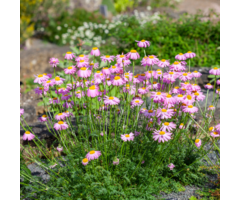 Moederkruid - Tanacetum 'Robinson's Rose'