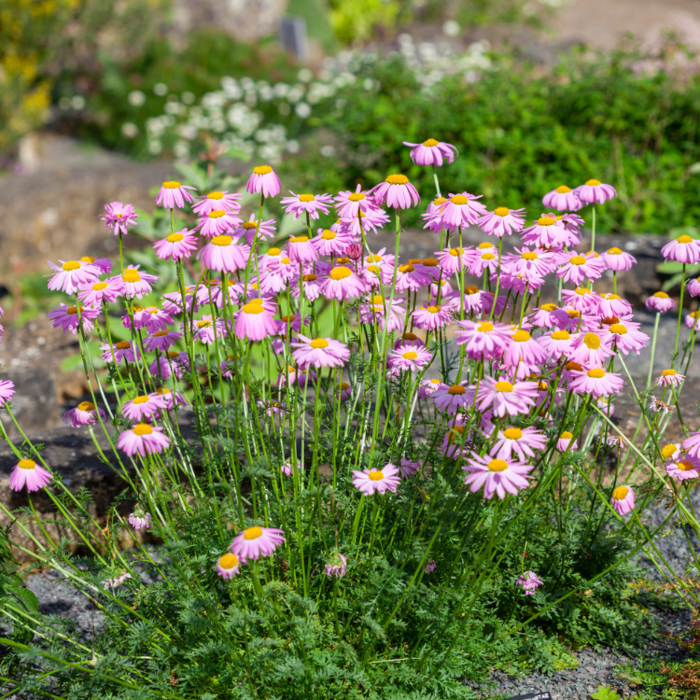 Moederkruid - Tanacetum 'Robinson's Rose'