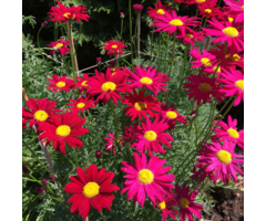 Moederkruid - Tanacetum 'Robinson's Red'