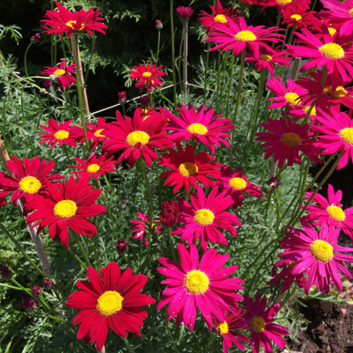 Moederkruid - Tanacetum 'Robinson's Red'