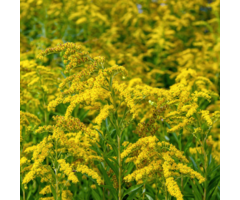 Guldenroede - Solidago 'Goldkind'