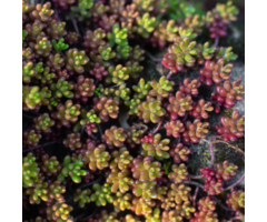 Vetkruid - Sedum oreganum