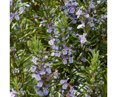 Rosemarijn - Rosmarinus officinalis 'Compact'