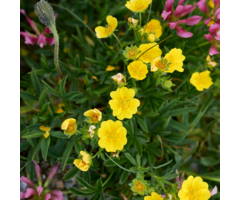 Ganzerik - Potentilla aurea 'Senior'