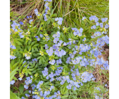 Jacobsladder - Polemonium reptans 'Blue Pearl'