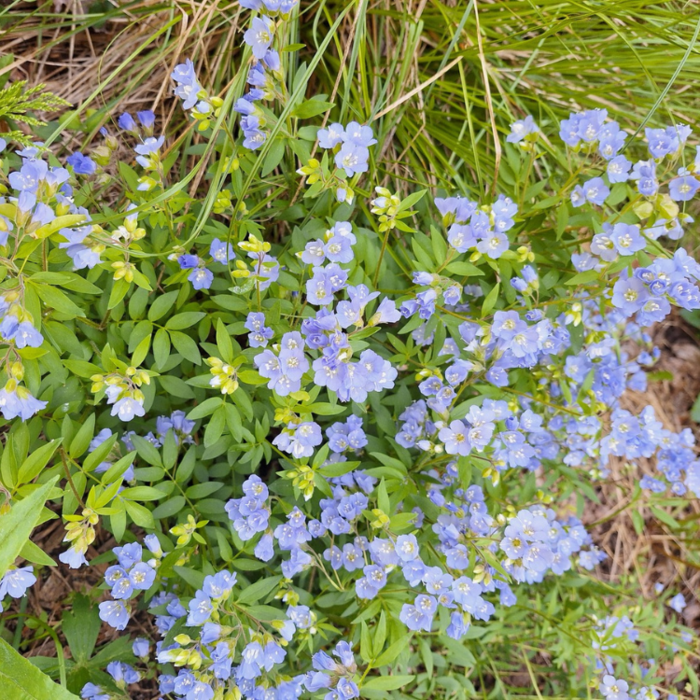 Jacobsladder - Polemonium reptans 'Blue Pearl'