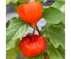 Lampionplant - Physalis alkekengi 'Gigantea'
