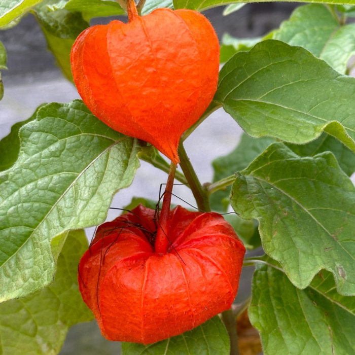Lampionplant - Physalis alkekengi 'Gigantea'