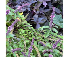 Roodbladige basilicum - Ocium basilicum 'Magic Mountain'