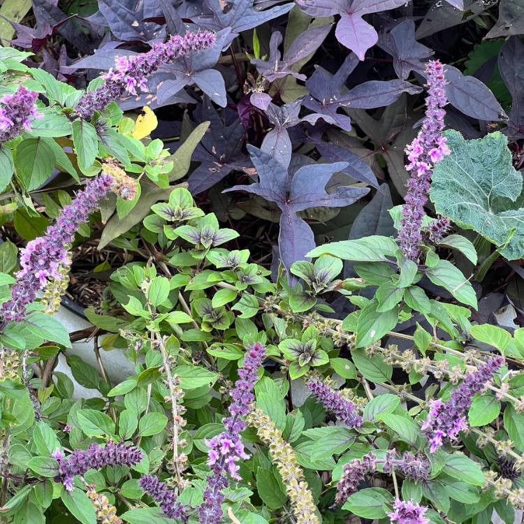 Roodbladige basilicum - Ocium basilicum 'Magic Mountain'