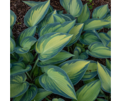 Hartlelie - Hosta 'June'