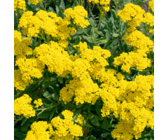 Schildzaad - Aurinia saxatilis