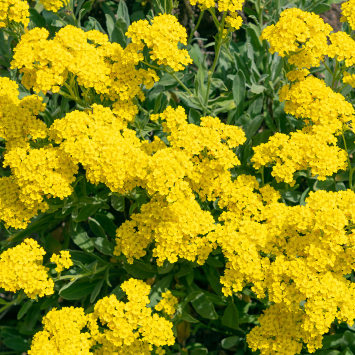 Schildzaad - Aurinia saxatilis