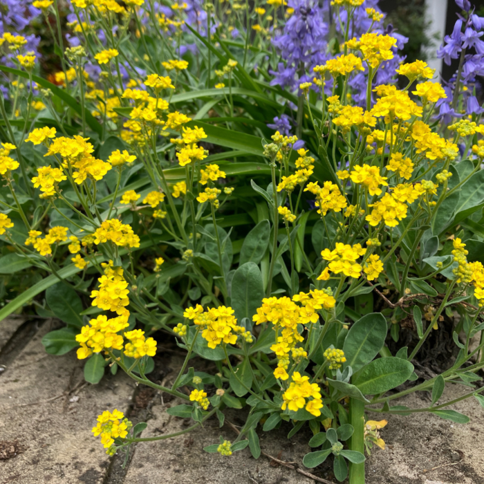 Schildzaad - Aurinia saxatilis